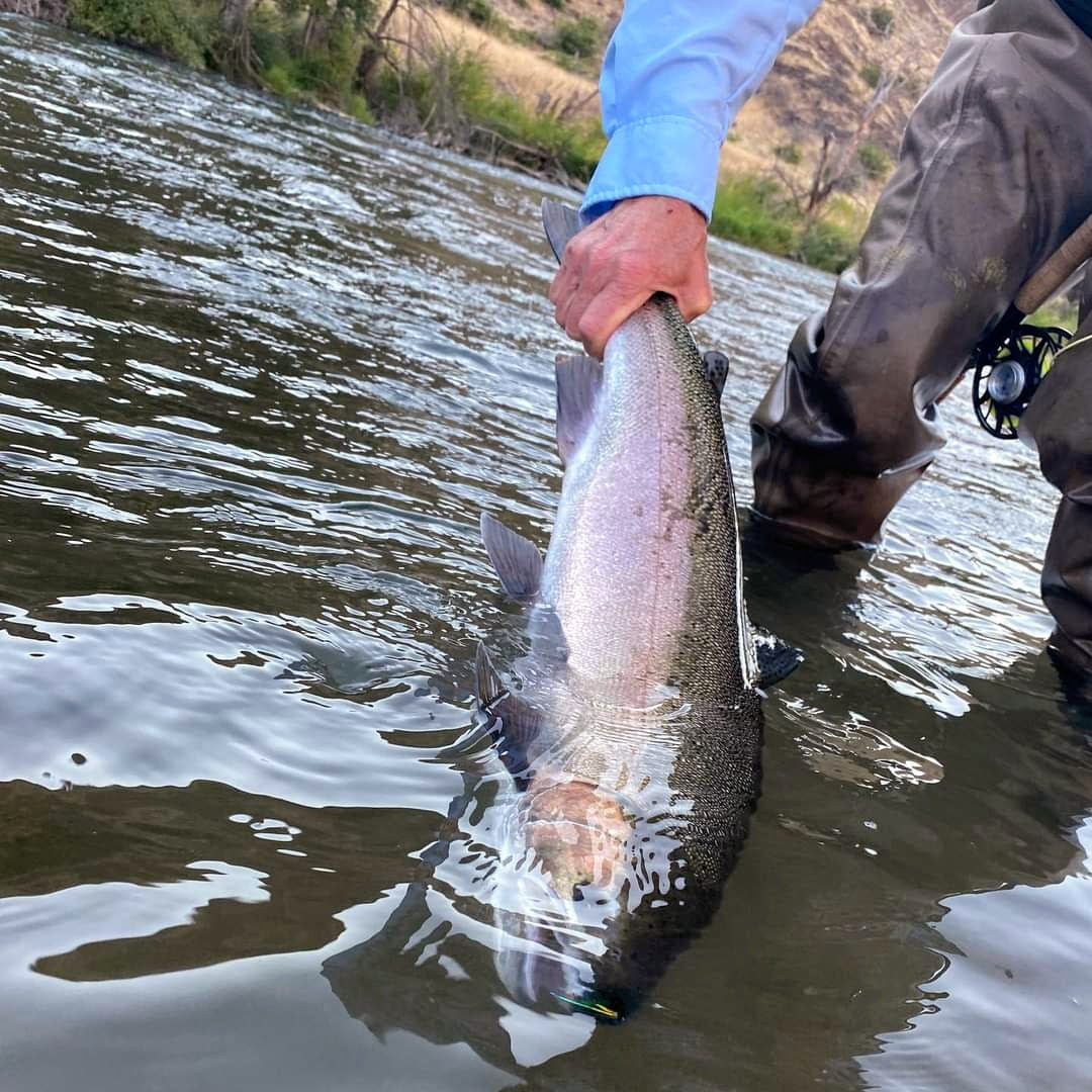 Steelhead Guide holding chrome along the scenic Deschutes River, Oregon