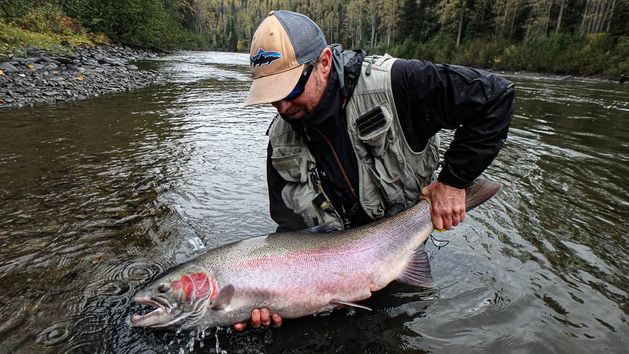 Angler holding a large steelhead fish in the scenic Babine River with trees in the background - Canada