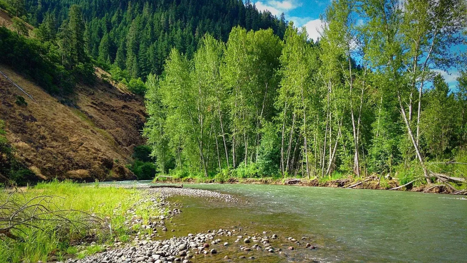 Klickitat River flowing through a forest with green trees and blue sky.